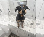 Small Doberman Pinscher Mix