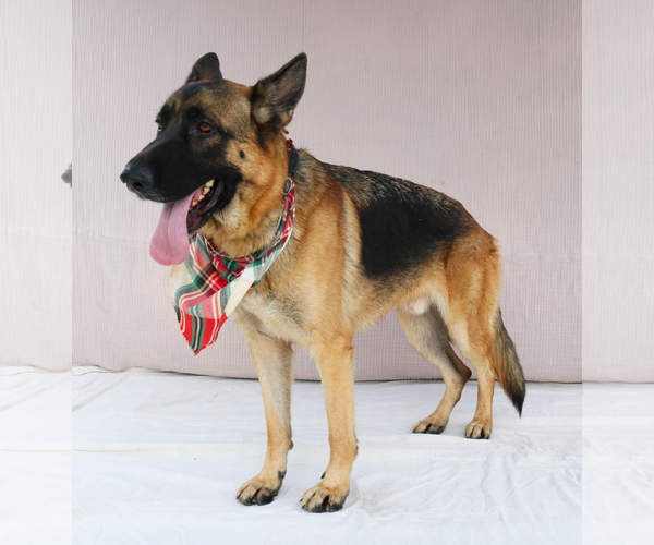 Medium Photo #2 German Shepherd Dog Puppy For Sale in Pasadena, CA, USA