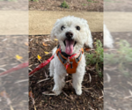 Shorty - Male Poodle (Miniature) Dog for Adoption - Small photo