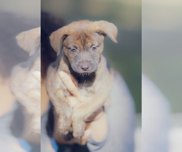 Medium Photo #2 American Pit Bull Terrier-Labrador Retriever Mix Puppy For Sale in Orlando, FL, USA