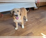 Small Photo #85 Bernedoodle (Miniature) Puppy For Sale in BLACK FOREST, CO, USA