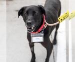 Small #12 Labrador Retriever Mix