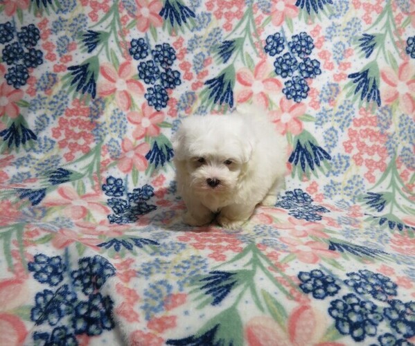 Medium Photo #3 Maltese Puppy For Sale in COOKEVILLE, TN, USA