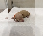 Small #3 Dachshund
