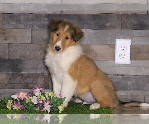 Collie Puppy for sale in FREDERICKSBG, OH, USA