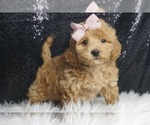 Puppy Maisie F1B Maltipoo