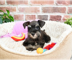 Small Schnauzer (Miniature)