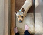 Small #2 Norwich Terrier Mix