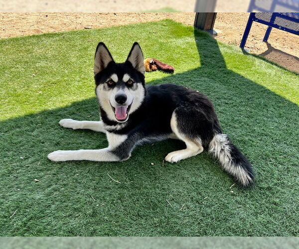 Medium Photo #1 Siberian Husky Puppy For Sale in HESPERIA, CA, USA