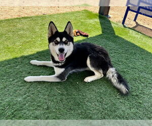 Siberian Husky Dogs for adoption in HESPERIA, CA, USA