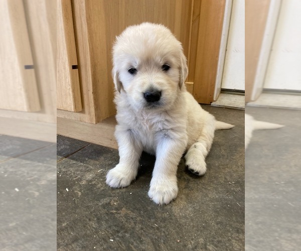 Medium Photo #9 English Cream Golden Retriever Puppy For Sale in DALLAS, WI, USA