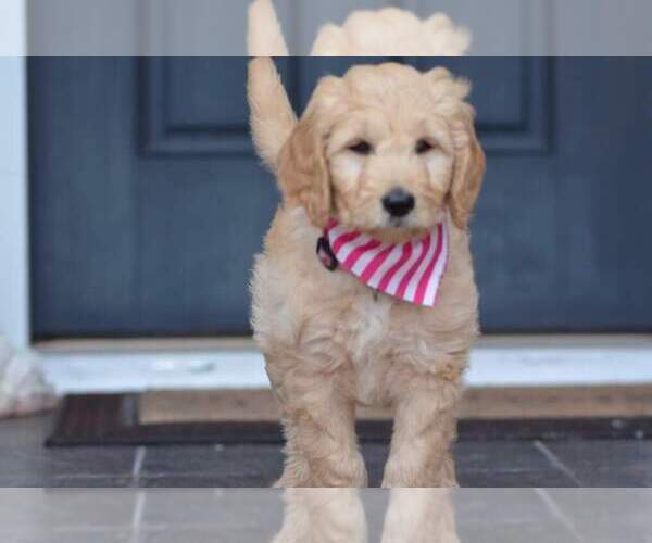 Medium Photo #7 Goldendoodle Puppy For Sale in NEW BERN, NC, USA