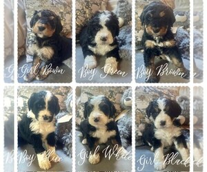 Bernedoodle Puppy for Sale in CAMBRIDGE, Minnesota USA
