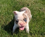 Small #5 Faux Frenchbo Bulldog
