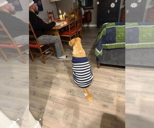 Labrador Retriever-Unknown Mix Dogs for adoption in Salt Lake City, UT, USA