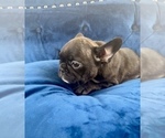 Small #11 French Bulldog