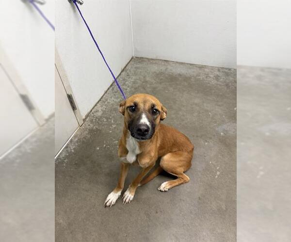 Medium Photo #1 Boxer-Unknown Mix Puppy For Sale in Rosenberg, TX, USA