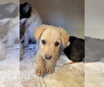 Small #5 Brittany-Dachshund Mix
