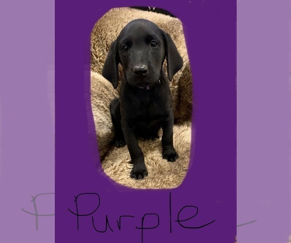Medium Photo #4 Labrador Retriever Puppy For Sale in TYLER, TX, USA