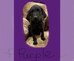 Small Photo #4 Labrador Retriever Puppy For Sale in TYLER, TX, USA