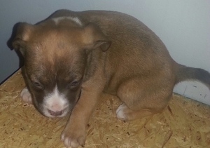 American Pit Bull Terrier Puppy for sale in LINCOLNTON, NC, USA