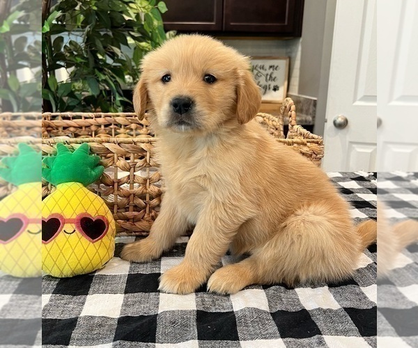 Medium Photo #2 Golden Retriever Puppy For Sale in INDIANAPOLIS, IN, USA