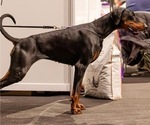 Small Photo #1 Doberman Pinscher Puppy For Sale in LAKELAND, FL, USA