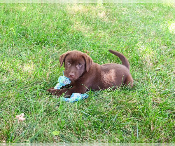 Medium Photo #4 Labrador Retriever Puppy For Sale in SYRACUSE, IN, USA