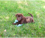 Small #3 Labrador Retriever