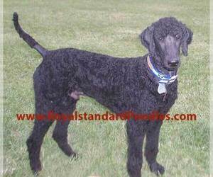 Poodle (Standard) Dog for Adoption in FLATONIA, Texas USA
