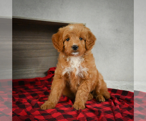 Goldendoodle Puppy for sale in ITASCA, TX, USA