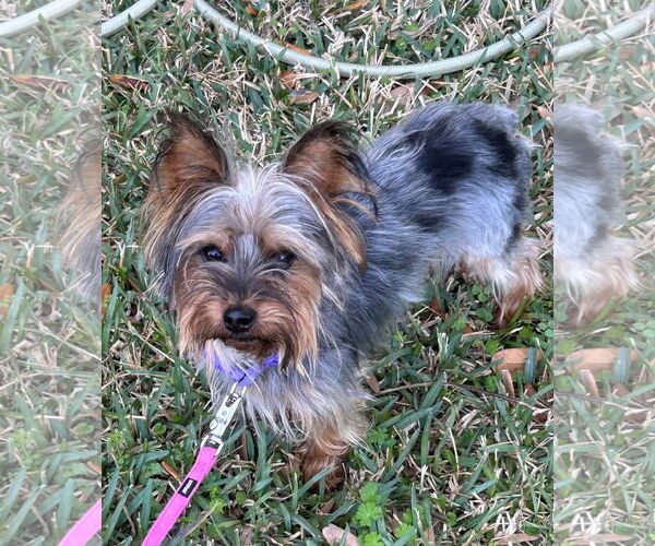 Medium Photo #3 Mutt Puppy For Sale in Spring, TX, USA