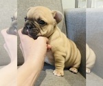 Small #15 French Bulldog