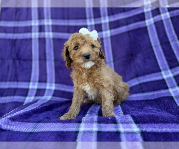 Medium Photo #7 Cavapoo (Miniature) Puppy For Sale in LAKELAND, FL, USA