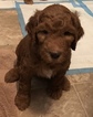Small Photo #4 Goldendoodle Puppy For Sale in HARTVILLE, OH, USA