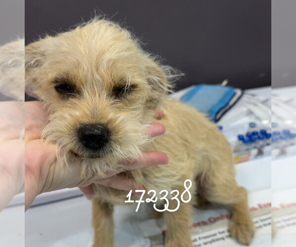 Medium Photo #1 Dachshund-Unknown Mix Puppy For Sale in Chico, CA, USA