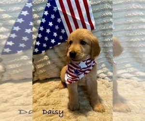 Medium Golden Retriever