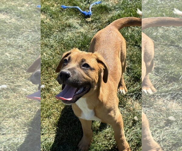 Medium Photo #4 Mutt Puppy For Sale in Hesperia, CA, USA