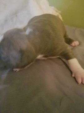 Medium Photo #2 American Pit Bull Terrier Puppy For Sale in GRIFFIN, GA, USA
