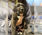 Small #4 Cane Corso-Saint Bernard Mix