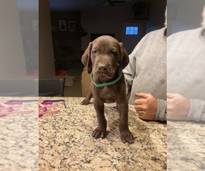 German Shorthaired Pointer Puppy for Sale in COLUMBUS, Ohio USA