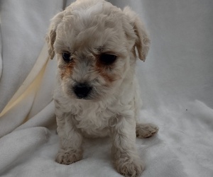 Wapoo Puppy for sale in SENECA FALLS, NY, USA
