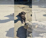 Small Great Dane