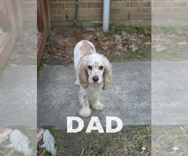 Medium Photo #1 English Cocker Spaniel Puppy For Sale in DAYTON, TX, USA