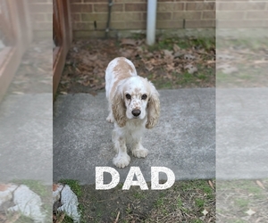 Father of the English Cocker Spaniel puppies born on 01/14/2026