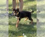 Small #2 Mutt