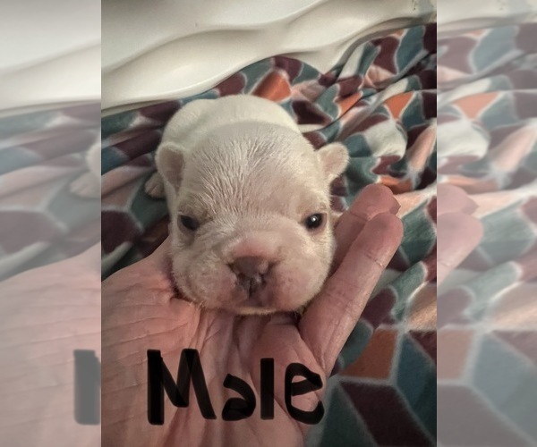 Medium Photo #2 French Bulldog Puppy For Sale in COCHRAN, GA, USA