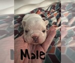 Small Photo #2 French Bulldog Puppy For Sale in COCHRAN, GA, USA