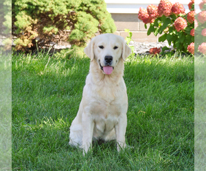 Mother of the English Cream Golden Retriever puppies born on 03/23/2026