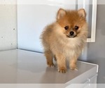 Small Photo #2 Pomeranian Puppy For Sale in DOWNING, MO, USA